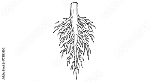 Striking Black and White Illustration of Spreading Tree Roots