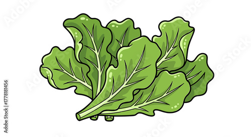 Fresh vibrant green leafy lettuce isolated on a white background.