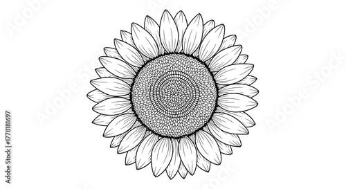 Sunflower Line Art: Elegant Botanical Illustration for Coloring or Design Projects