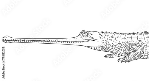 Gharial Crocodile: Detailed Line Art of a Long-Snouted Reptile