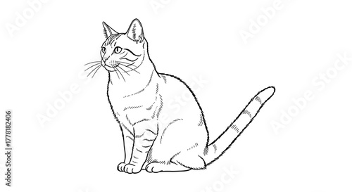 Elegant cat illustration with realistic line art on white background