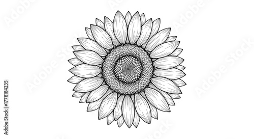 Exquisite Sunflower Illustration with Detailed Lines in Black and White
