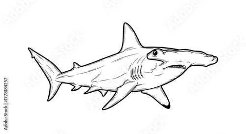 Graphic black and white illustration of a swimming hammerhead shark