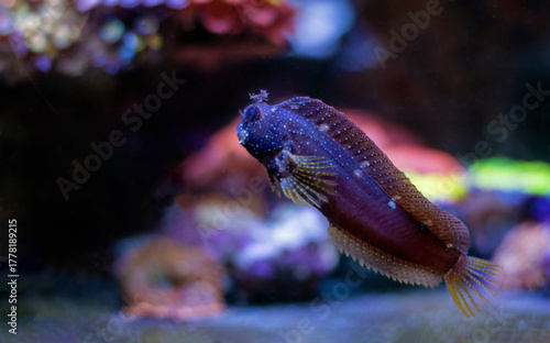 Salarias ramosus, the starry blenny fish swimming in a reef aquarium.