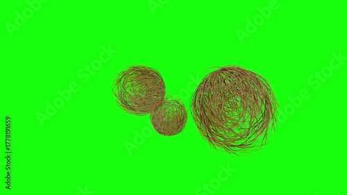 Tumbleweeds passing on a dessert 4k on green background.