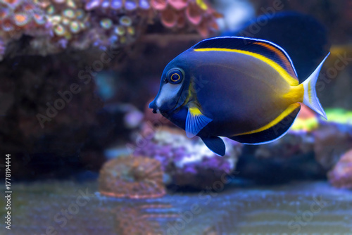 Acanthurus japonicus - a.k.a. Japan surgeonfish, white-faced surgeonfish, gold rim tang, powder brown tang fish