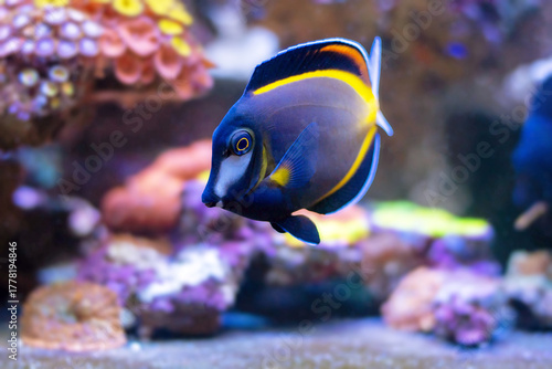 Acanthurus japonicus - a.k.a. Japan surgeonfish, white-faced surgeonfish, gold rim tang, powder brown tang fish