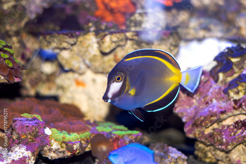 Acanthurus japonicus - a.k.a. Japan surgeonfish, white-faced surgeonfish, gold rim tang, powder brown tang fish
