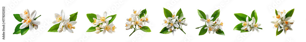 Fototapeta premium Collection of delicate white and pink blossoms with green leaves.