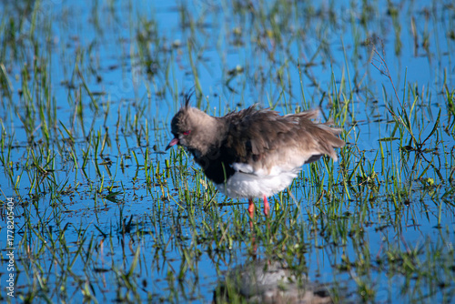 Southern lapwing on the flooded field