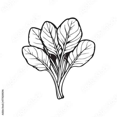 Cartoon vector illustration of spinach leaf with simple, bright shapes and clean lines.