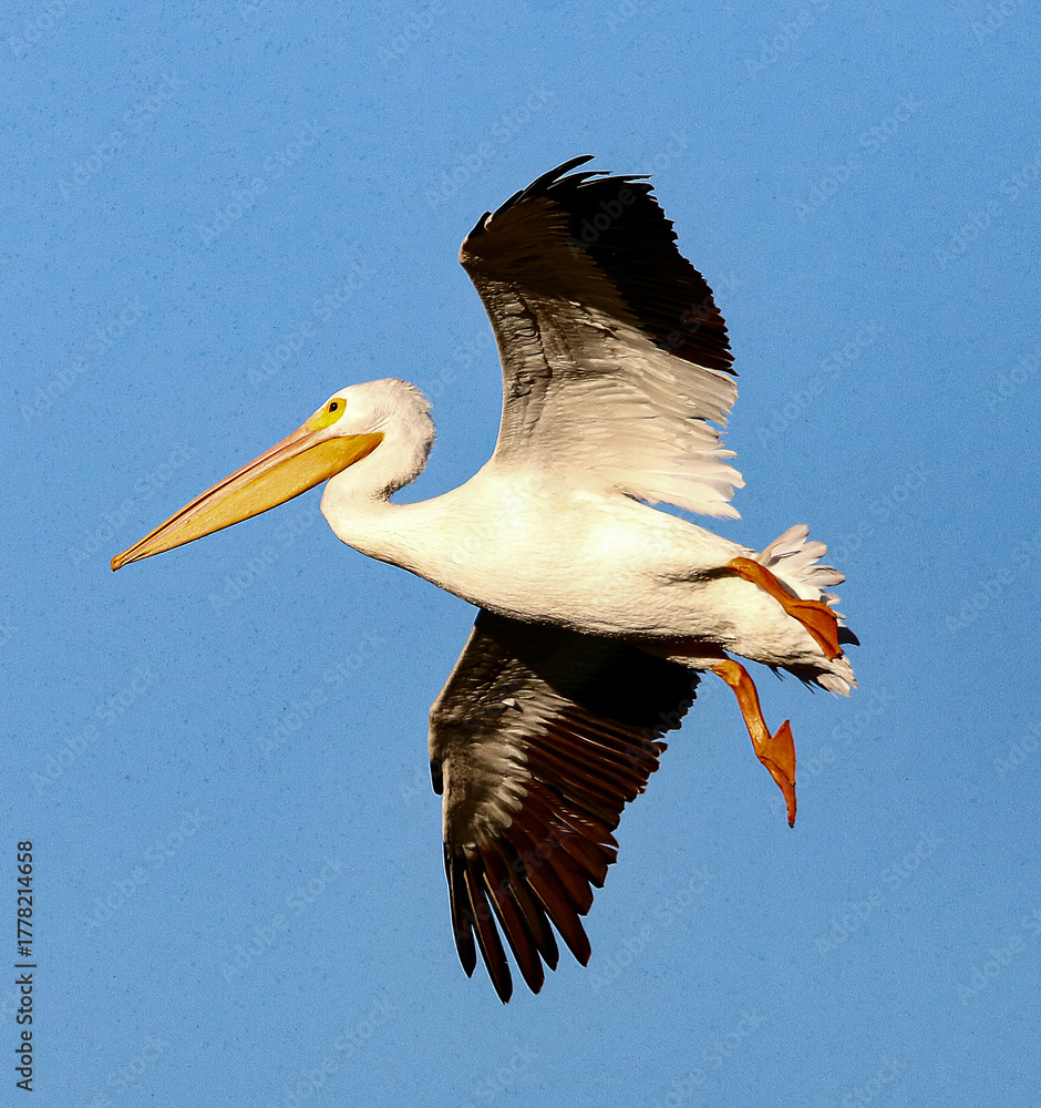 Obraz premium American White Pelican in Flight 