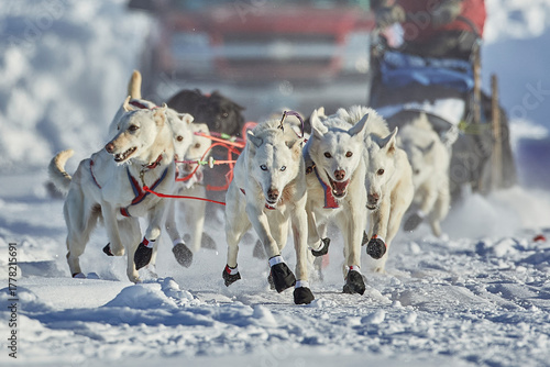 alaskan huskie running on a sleddog race in Alaska