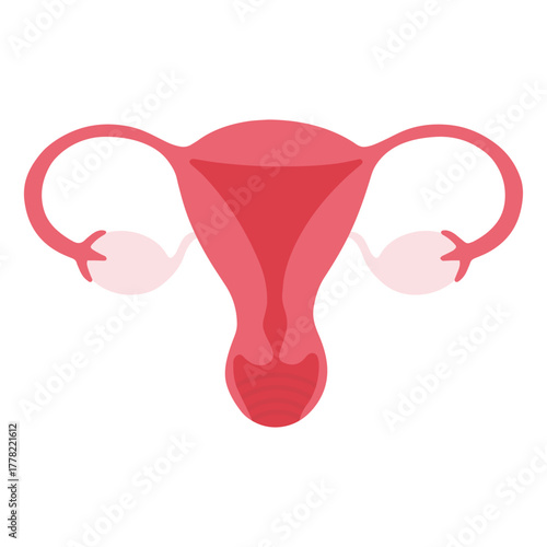 Female reproductive system anatomy with uterus and ovaries