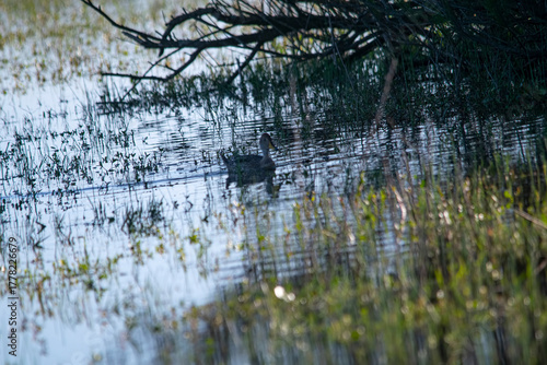Silver teal on the flooded pasture fields