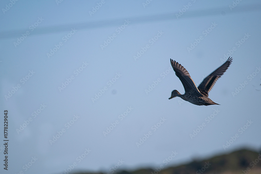 Obraz premium Silver teal flying on the flooded field