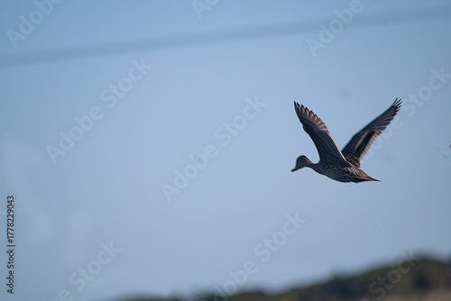 Silver teal flying on the flooded field