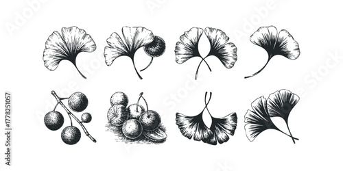 Collection of Ginkgo Leaves and Berries Sketch