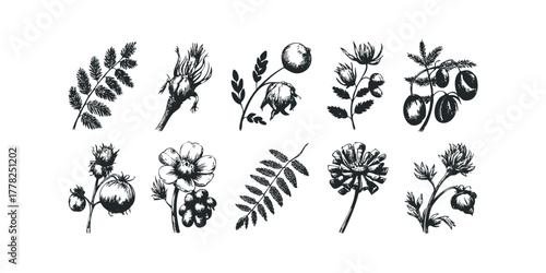 Collection of botanical line drawings featuring flora and seed pods