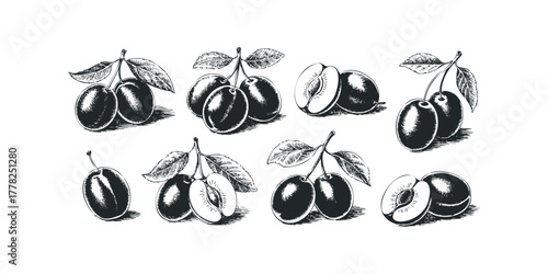 Collection of Hand Drawn Plums on Stems with Leaves