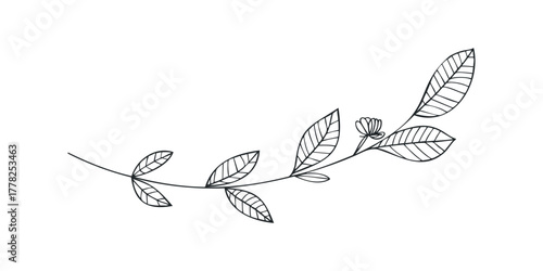 Line drawing of a delicate branch with leaves and a bud