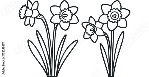 Outline drawing of blooming daffodils and leaves