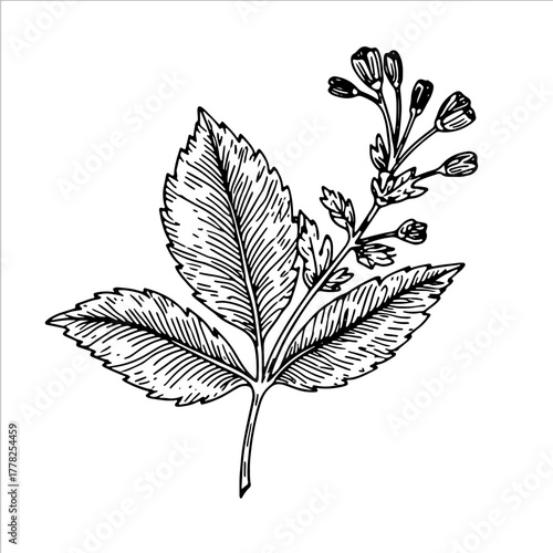 Hand drawn doodle sketch bitter leaf, herb or plant with small flower. Botanical healthy food and medicine concept. Vector illustration