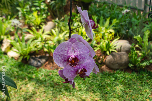 Purple Phalaenopsis amabilis orchid flower