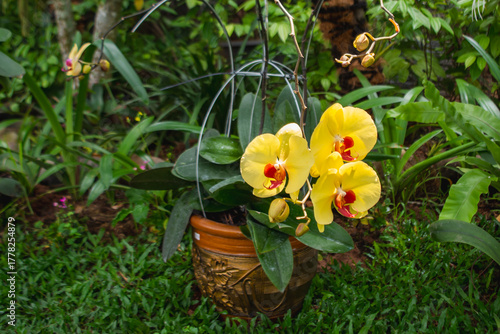 Bright yellow orchid flowers