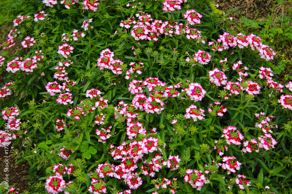 Fototapeta premium Clusters of white and red verbena flowers forming a lively and colorful ground cover.