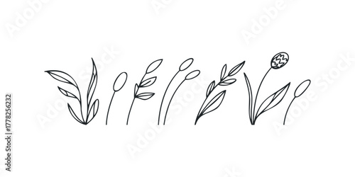 Line Drawing Collection of Various Botanical Stems