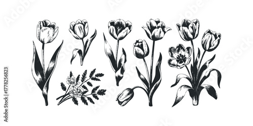 Black and white sketch of various tulip flowers and foliage