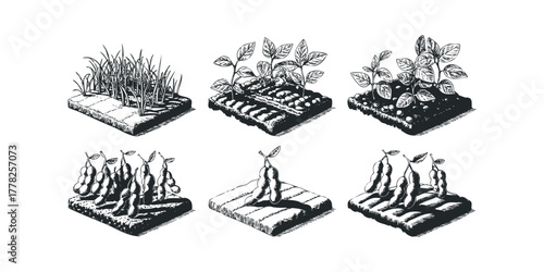 Soybean Growth Stages Farm Progression Illustration