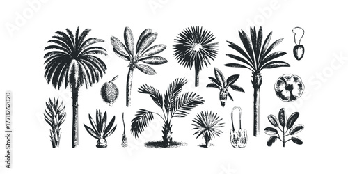 Collection of palm trees and tropical fruit in vintage style