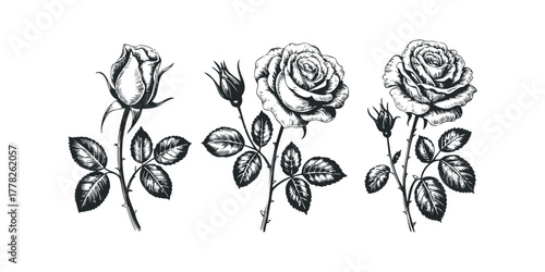 Three Black and White Rose Stems with Buds