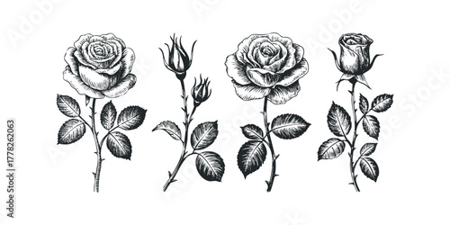 Vintage botanical drawing of roses and buds