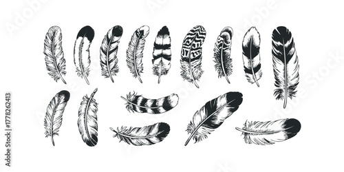 Collection of Hand Drawn Bird Feathers on White
