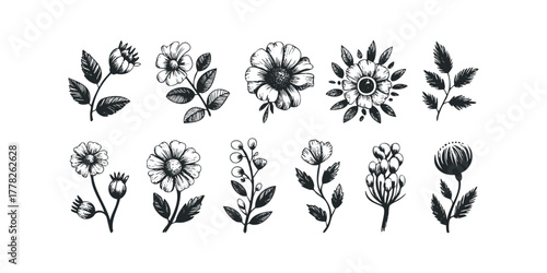 Collection of Hand Drawn Floral and Leaf Illustrations