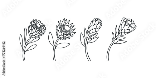 Outline drawings of four protea flowers in black ink