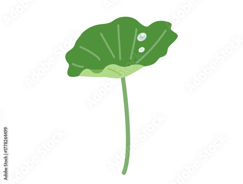 蓮の葉と水滴のイラスト