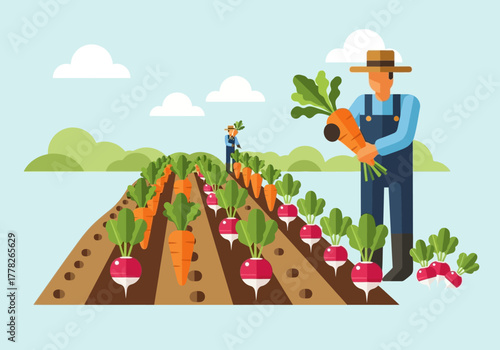 Farmers harvesting rows of carrots and radishes in a field under clouds
