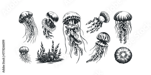 Collection of Jellyfish and Underwater Flora Sketches