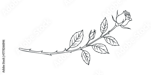 Line drawing of a rose bloom and bud on stem