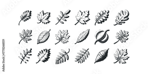 Collection of hand-drawn botanical leaf and seed illustrations