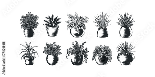 Collection of Potted Houseplants in Engraved Style