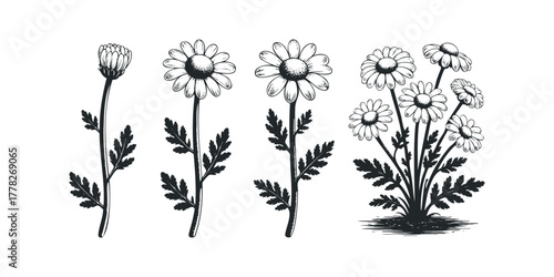 Group of hand-drawn daisies on stems with leaves