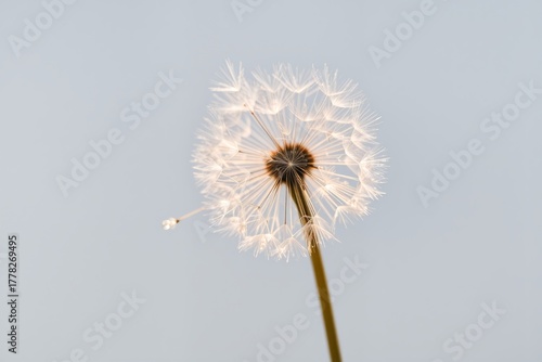Wallpaper Mural A delicate dandelion seed head stands tall against a soft, pale blue skyone fluffy seed has already drifted awaycapturing the quiet beauty of natures fleeting moments. Torontodigital.ca