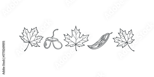 Line drawing of maple leaves and seeds