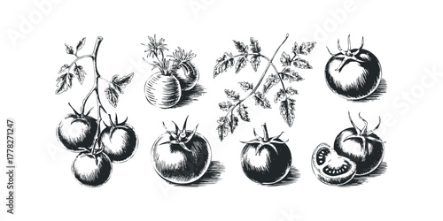 Hand Drawn Tomato Sprigs and Fruit Collection