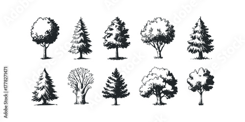 Set of black and white sketched deciduous and coniferous trees